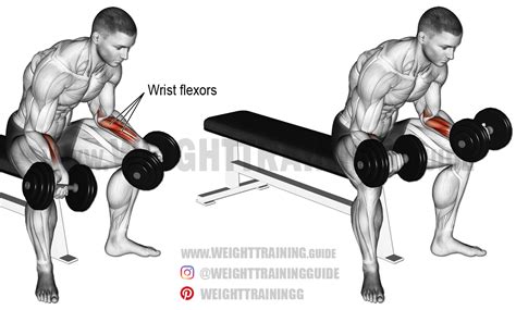 Seated dumbbell wrist curl exercise instructions and video