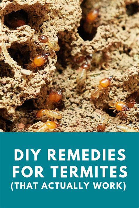 DIY Remedies for Termites | Termites, Diy house projects, Diy remedies