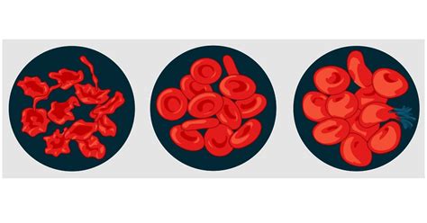 Cytolysis: What it Is, How it Affects the Cell and Associated Diseases | Psychology | 2023