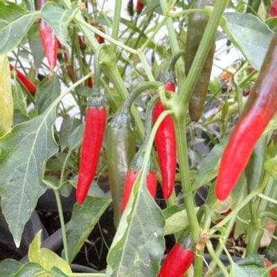 De Arbol | Tree Chili - Magic Plant Farms