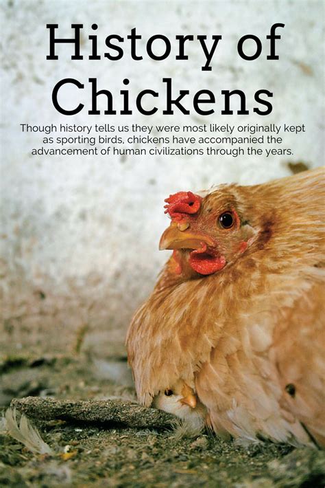 The History of Chickens – Cappers Farmer | Chickens, History, Animals