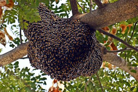 How to Start a Beehive with Wild Bees (and How NOT to) | ODH