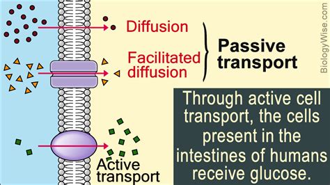 Questions About Active Transport