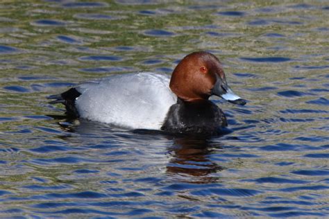 Common Pochard | BirdForum