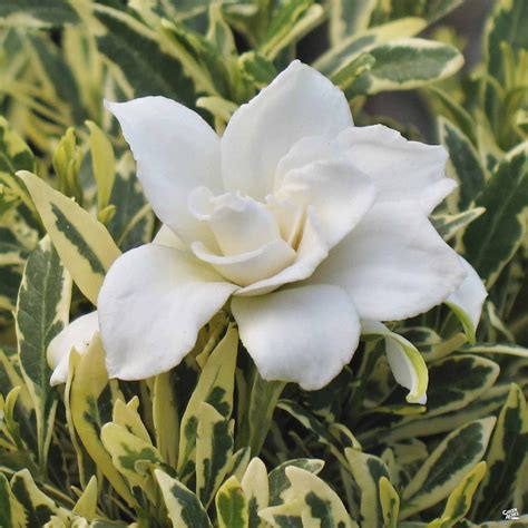 Dwarf Variegated Gardenia — Green Acres Nursery & Supply