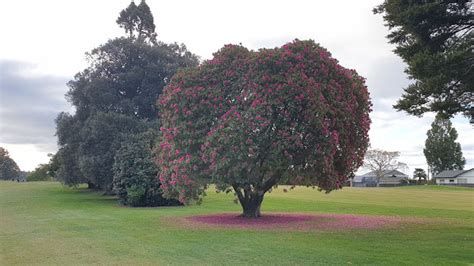 96 reviews of Tauranga Golf Club (Golf club) in Tauranga (Bay of Plenty)