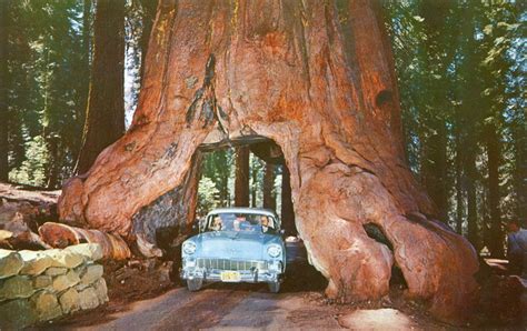 Guru's Home: Wawona Tunnel Tree