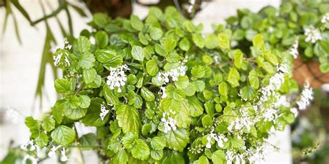 Swedish Ivy: Plant Care & Growing Guide! | Plantcarefully