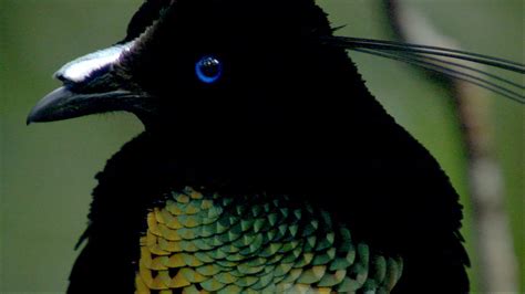 Birds of the Gods | Bird of Paradise Facts | Nature | PBS