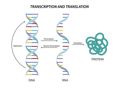 Scientific biological model DNA and RNA transcription and translation ...