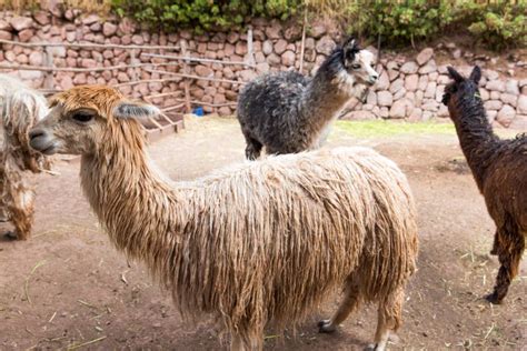 Peruvian Llama. Farm of Llama,alpaca,Vicuna in Peru,South America. Andean Animal Stock Photo ...