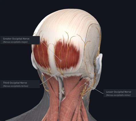 Occipital Neuralgia Full Health Secrets