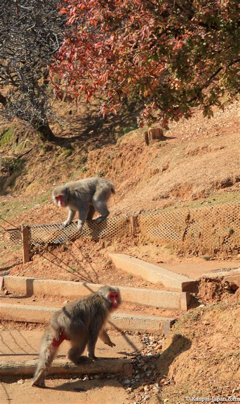 Iwatayama - 🐒 The Monkeys’ Mountain in Kyoto