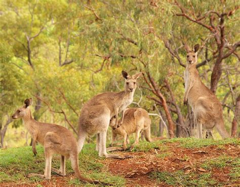 "Eastern Grey Kangaroos" by Richard Duffy | Redbubble