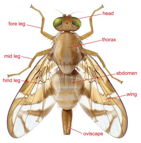 Anastrepha and Toxotrypana - morphology