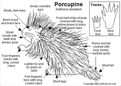 North American Porcupine Printout- EnchantedLearning.com