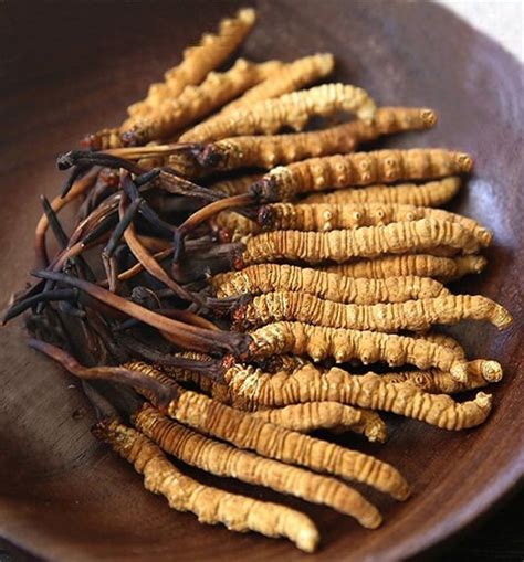 Cordyceps Sinensis Mushroom