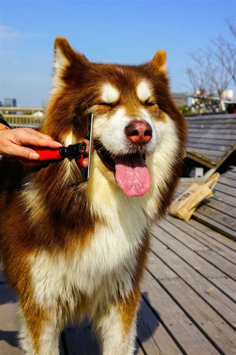 12 Best Brushes for a Alaskan Malamute! | Alaskan malamute, Malamute ...