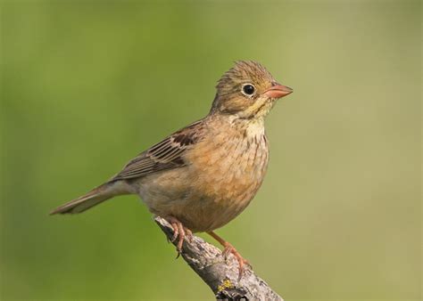 Ortolan Bunting being eaten to extinction - BirdGuides