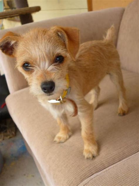 a small brown dog standing on top of a couch