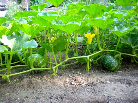 Pumpkin Germination ,Growing ,Care, Use and its Health Benefits.