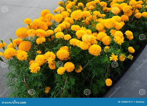 Yellow Marigold Flower Field in Garden Stock Image - Image of pattern ...