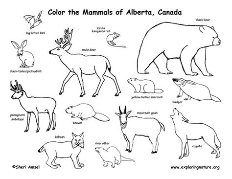 Taiga Coloring Pages Coloring Pages