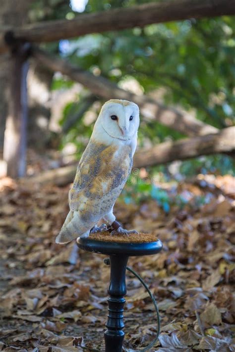 Close-up of White Common Barn Owl Stock Image - Image of wild, portrait: 101558343