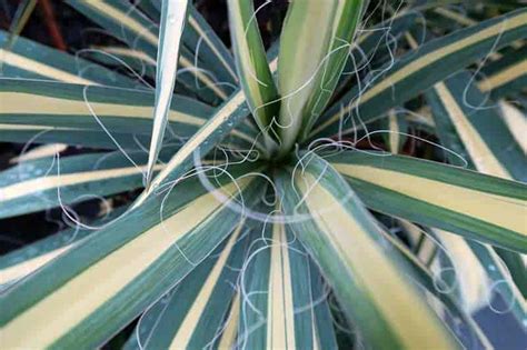 Growing Yucca Plants: Care In The Home and Garden