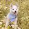 Samusky | 12 Amazing Things About Samoyed Husky Mixed Dog Breed