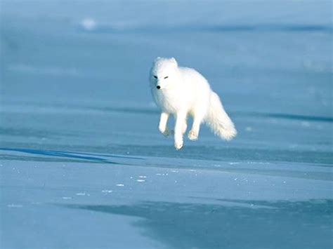 Arctic Fox - Pictures, Diet, Breeding, Life Cycle, Facts, Habitat ...