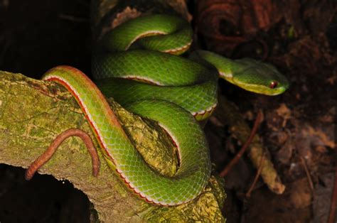 Bamboo Viper 1 | (Viridovipera stejnegeri) | Bob Hawley | Flickr