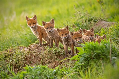 Do Foxes Make Good Pets? - MyStart