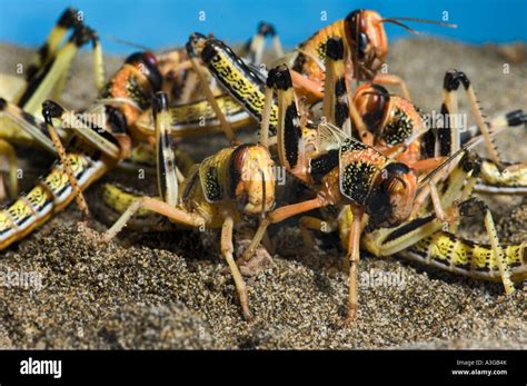 swarm of african desert locust Yeberha Anbeta Schistocerca gregaria ...