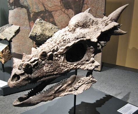 Stygimoloch | Paleontology World