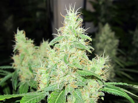 BCN Sour Diesel - strain - Medical Seeds | Cannapedia