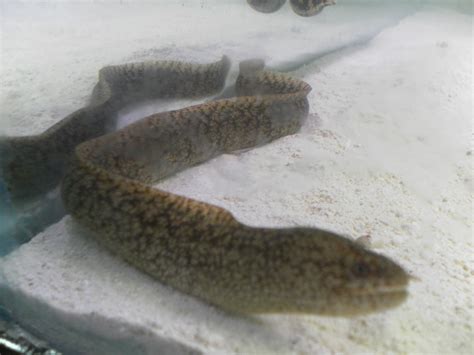 Identify the type of eel i have | Saltwaterfish.com Forums for Fish Lovers!