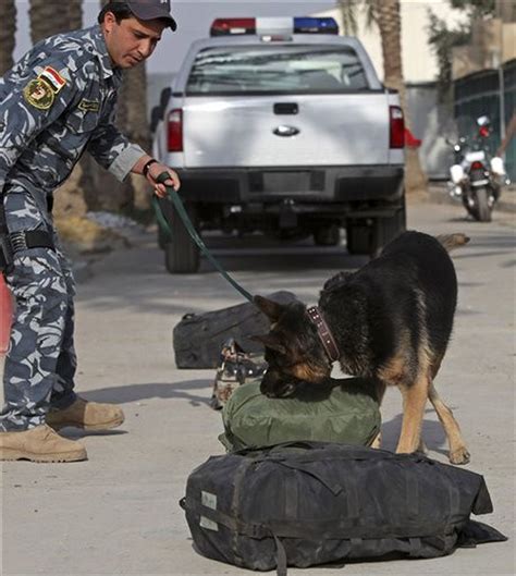 U.S. military rushes delivery of bomb dogs to Iraq - cleveland.com