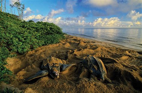 Shifting Shorelines: The Lesson of the Guianas — The State of the World's Sea Turtles | SWOT