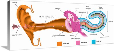 The analysis of sound frequencies by the basilar membrane Wall Art, Canvas Prints, Framed Prints ...