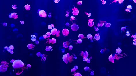 Jellyfishes 5k Wallpaper,HD Animals Wallpapers,4k Wallpapers,Images,Backgrounds,Photos and Pictures