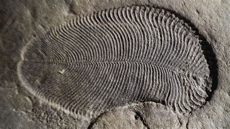This fossil is one of the world's earliest animals, according to fat ...