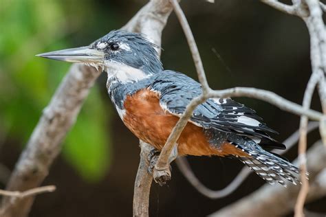 Ringed-Kingfisher | Kingfisher, Bird species, Birds