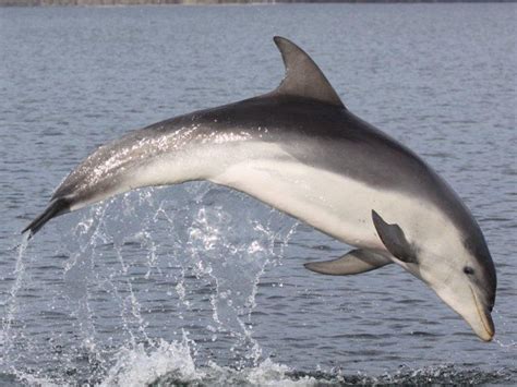 Burrunan dolphin - Alchetron, The Free Social Encyclopedia