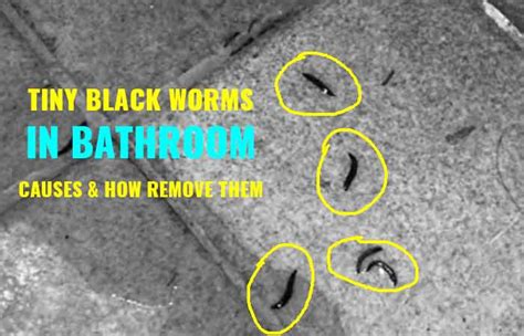 Little Tiny Black Worms in the Shower-Causes & How to Get Rid - Toiletseek