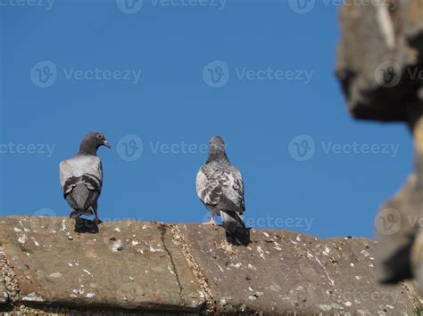 domestic pigeon animal 5433824 Stock Photo at Vecteezy