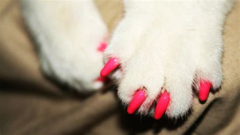 5 Best Cat Nail Caps - Mar. 2021 - BestReviews