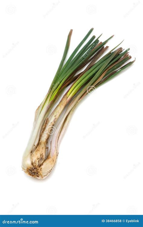 Rakkyo-Allium chinense stock photo. Image of white, isolated - 38466858