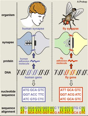 Homology - Schizophrenia and TOP3B