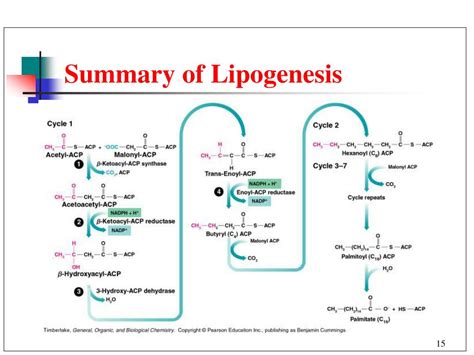 PPT - Metabolic Pathways for Lipids. PowerPoint Presentation, free ...